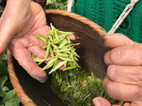 茶葉